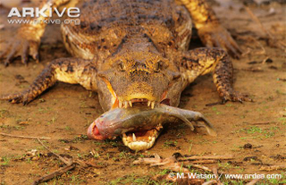 Illustration for article titled Sunday Crocodilian - Caiman crocodilus Edition